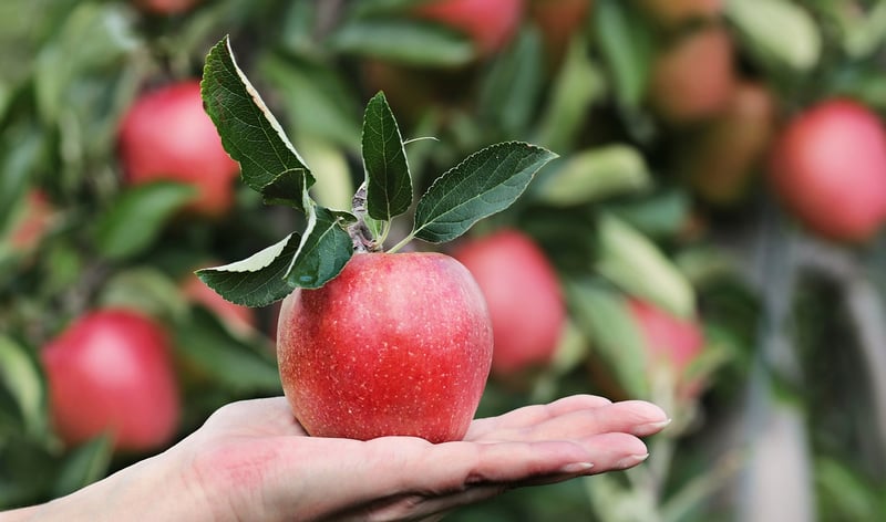 Fruit trees