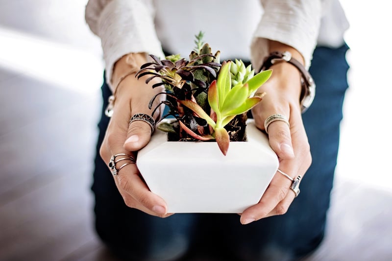 Indoor plant care
