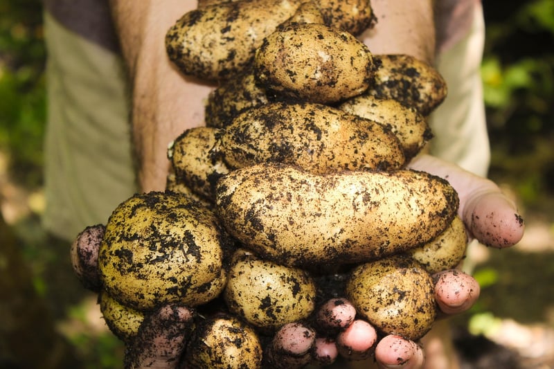 Organic gardening methods