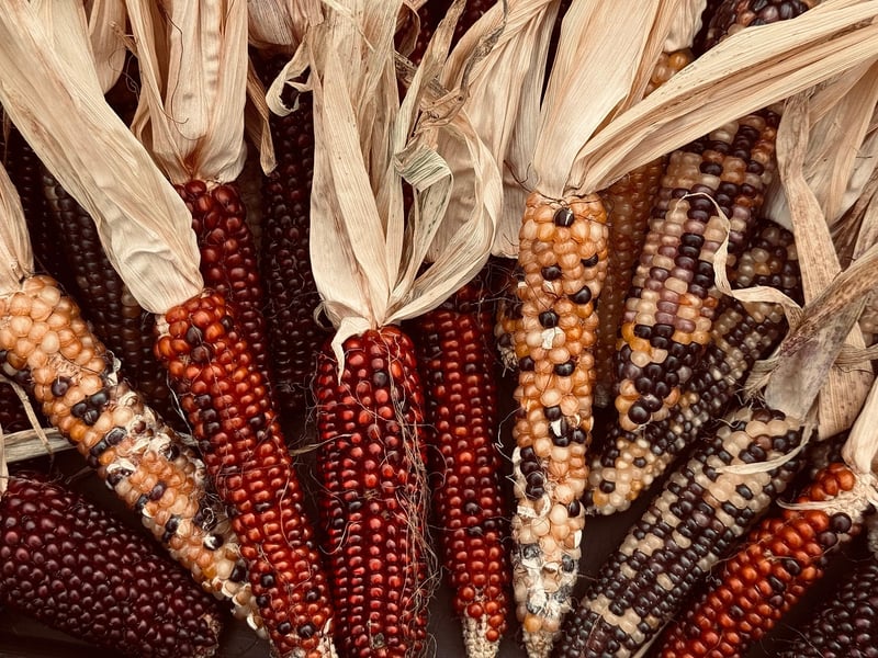 Harvest Festival